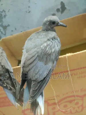 ঘুঘু পাখি Adult Bird