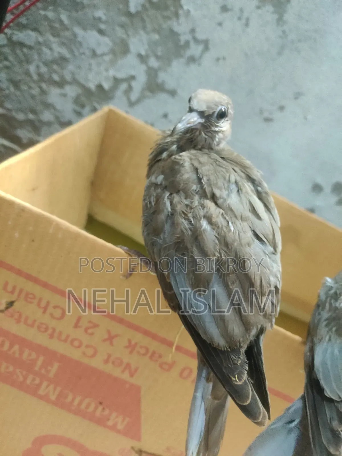 ঘুঘু পাখি Adult Bird