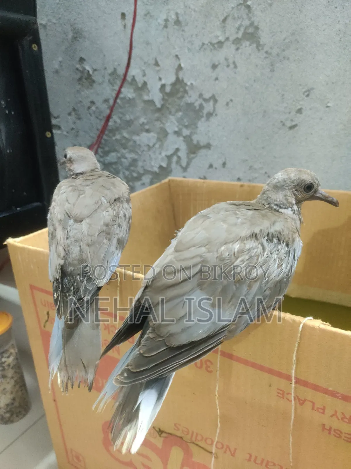 ঘুঘু পাখি Adult Bird