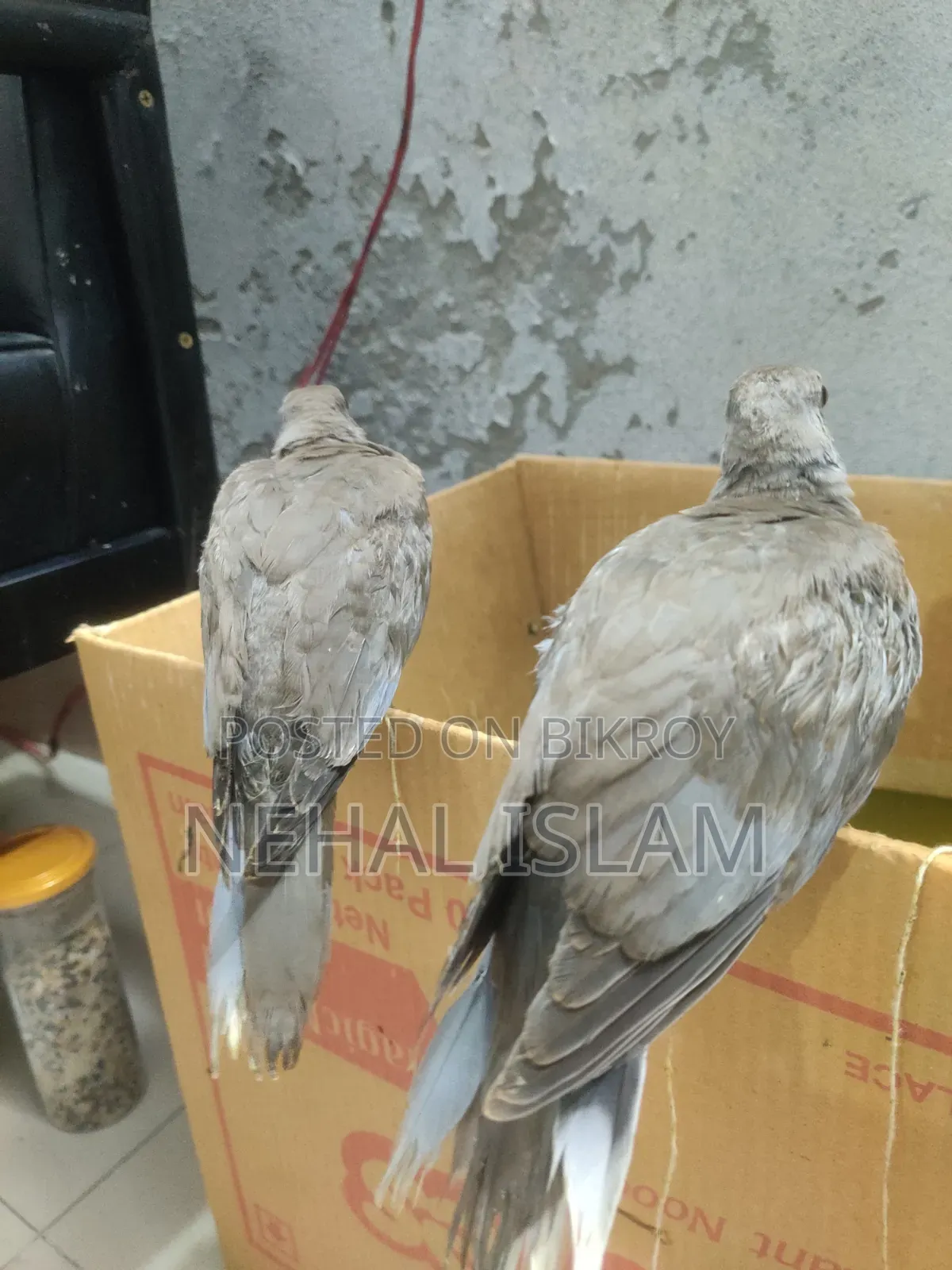 ঘুঘু পাখি Adult Bird