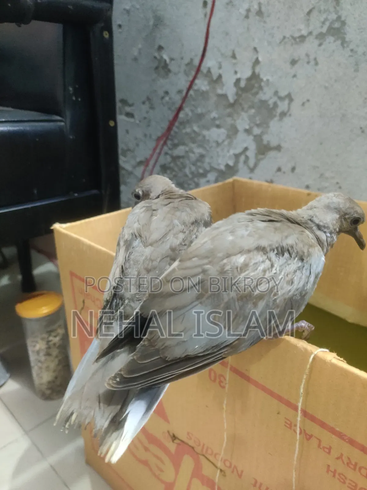 ঘুঘু পাখি Adult Bird