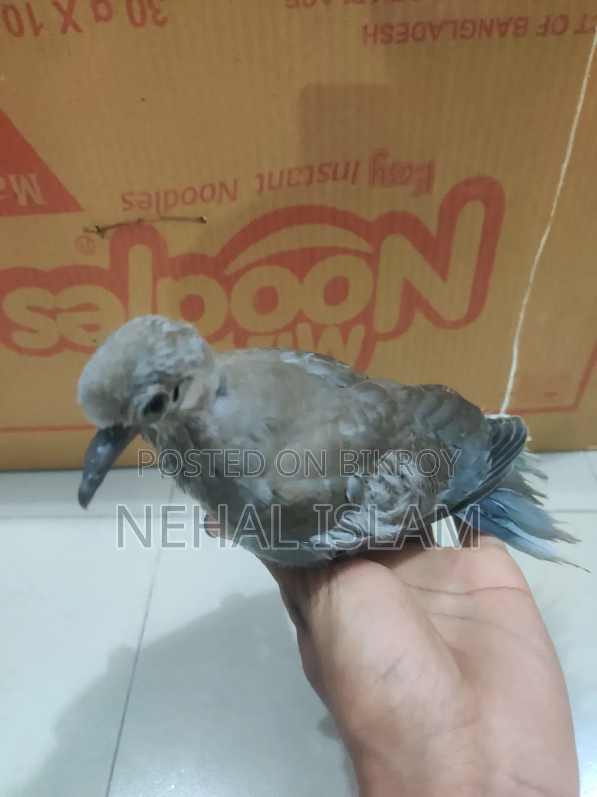 ঘুঘু পাখি Adult Bird