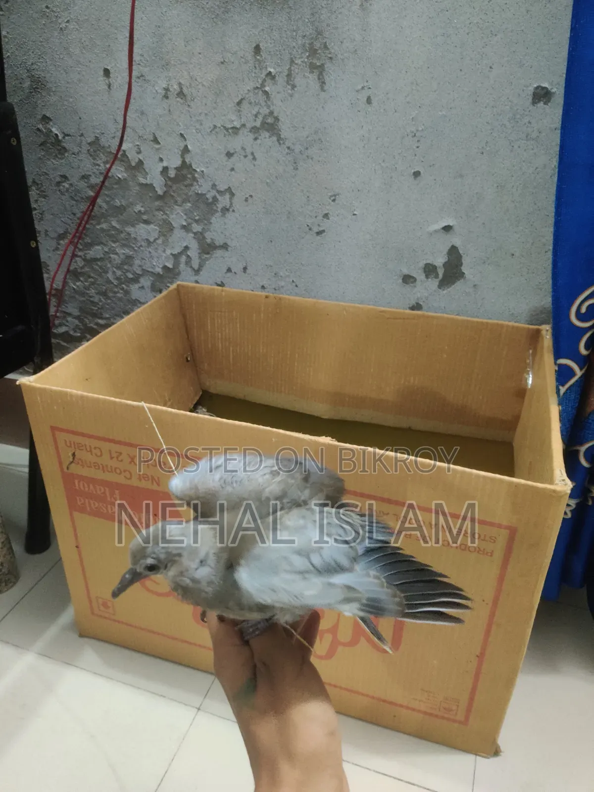 ঘুঘু পাখি Adult Bird