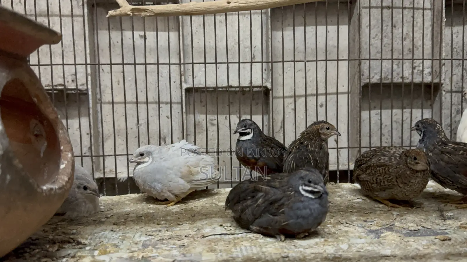 King Quail