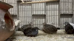 King Quail