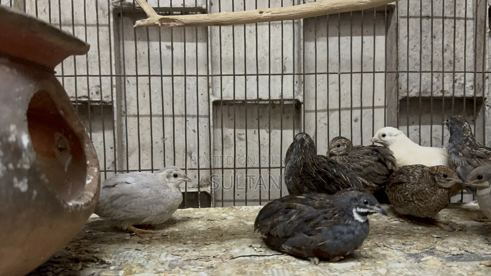 King Quail