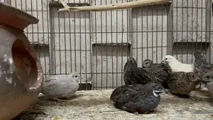 King Quail