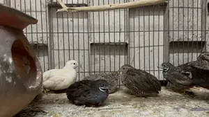 King Quail
