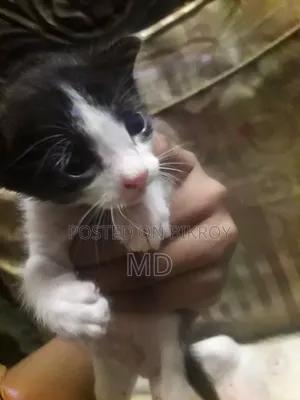 0-1 Month Male Mixed Breed Persian Kitten