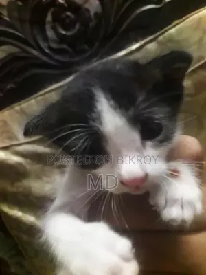 0-1 Month Male Mixed Breed Persian Kitten