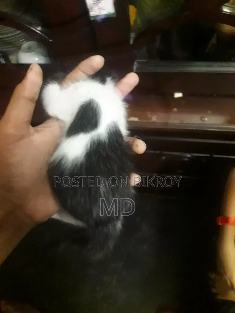 0-1 Month Male Mixed Breed Persian Kitten
