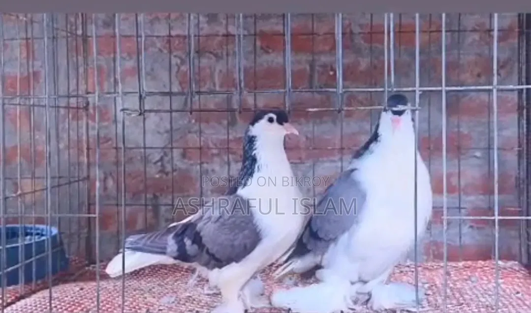 Blue Bar Lahori Running Pair