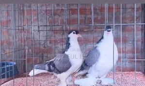 Blue Bar Lahori Running Pair