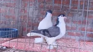 Blue Bar Lahori Running Pair