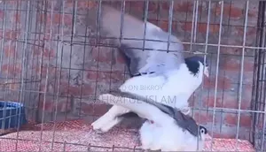 Blue Bar Lahori Running Pair