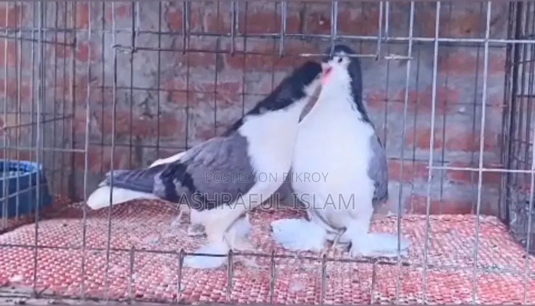 Blue Bar Lahori Running Pair