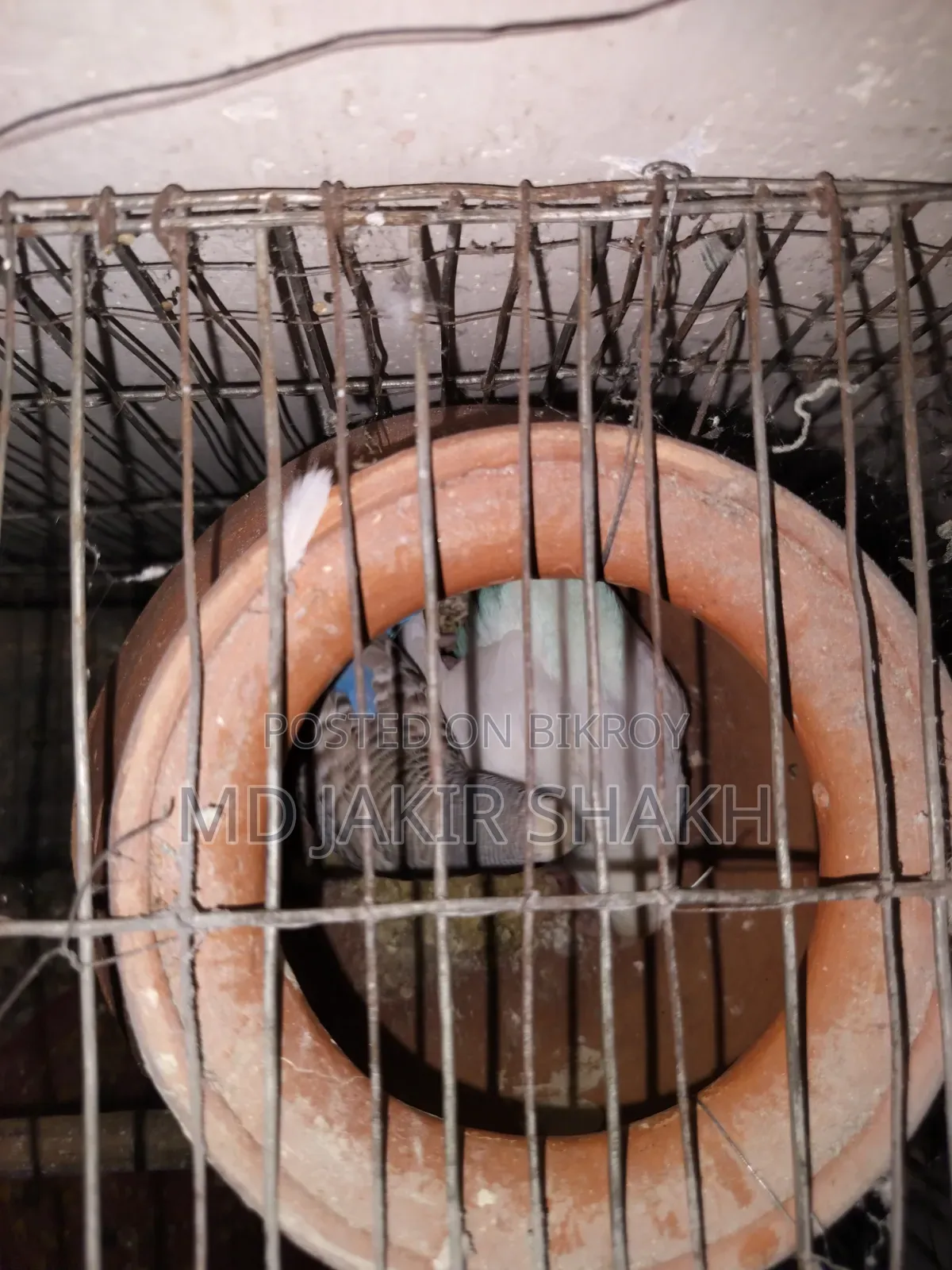 সেটাপ সহ বিক্রি ৫ টা বাচ্চা
