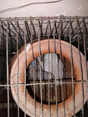সেটাপ সহ বিক্রি ৫ টা বাচ্চা