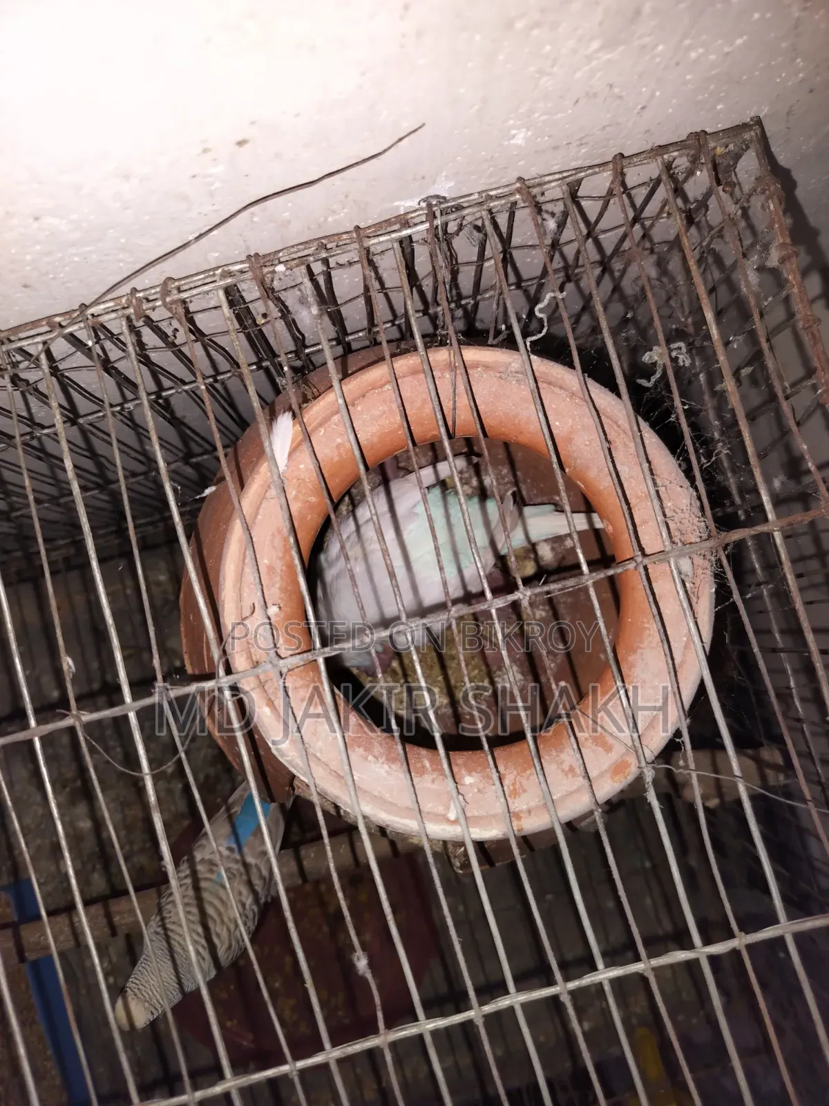 সেটাপ সহ বিক্রি ৫ টা বাচ্চা