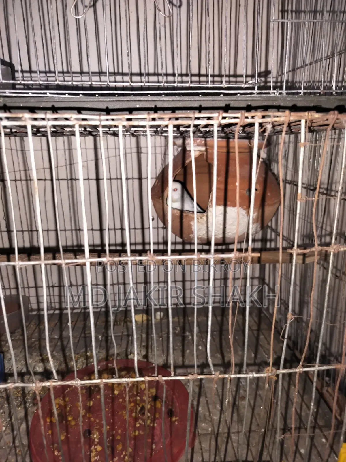 সেটাপ সহ বিক্রি ৫ টা বাচ্চা