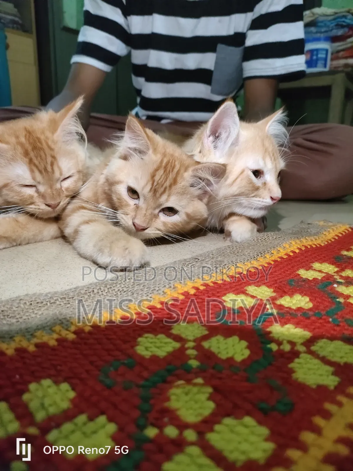 1-3 Months Female Purebred Persian