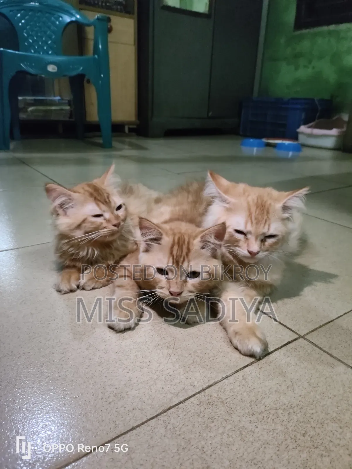 1-3 Months Female Purebred Persian