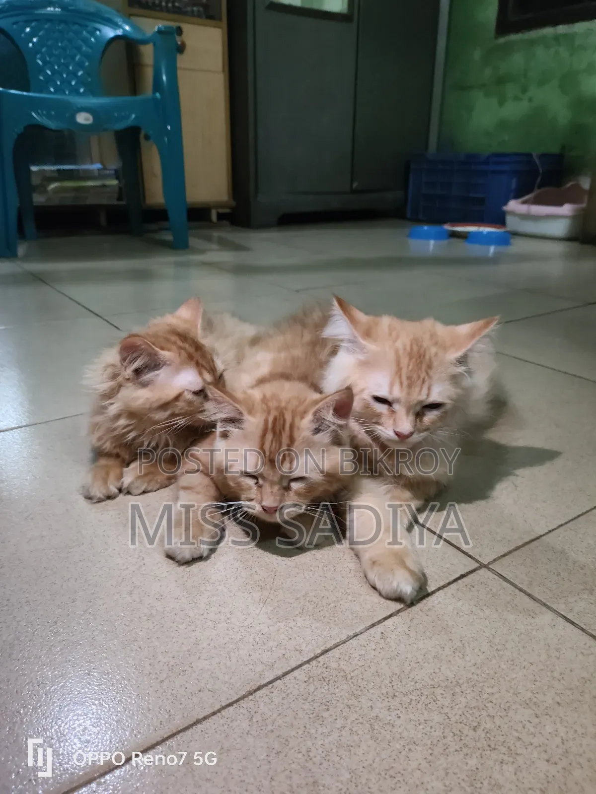 1-3 Months Female Purebred Persian