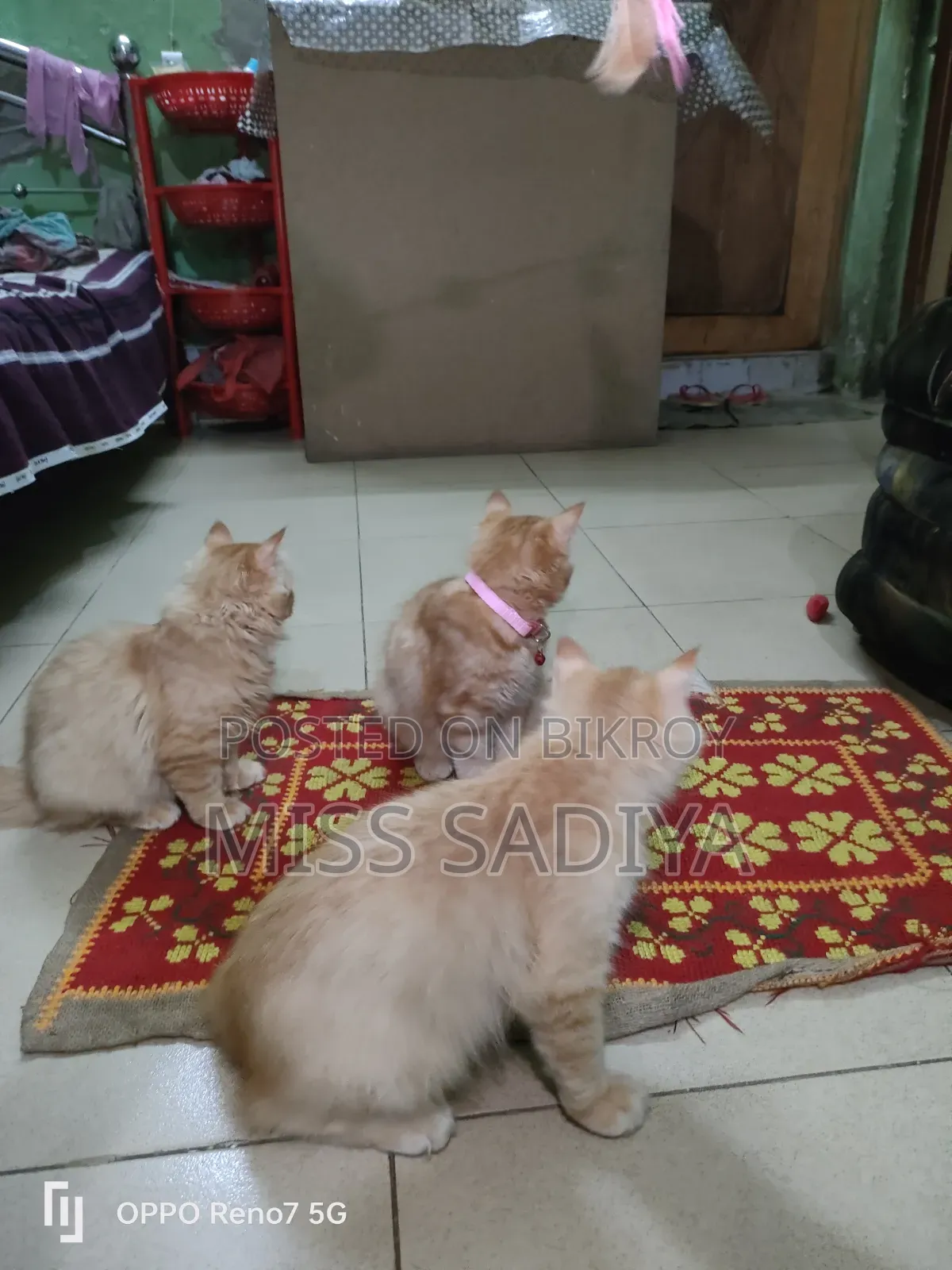 1-3 Months Female Purebred Persian