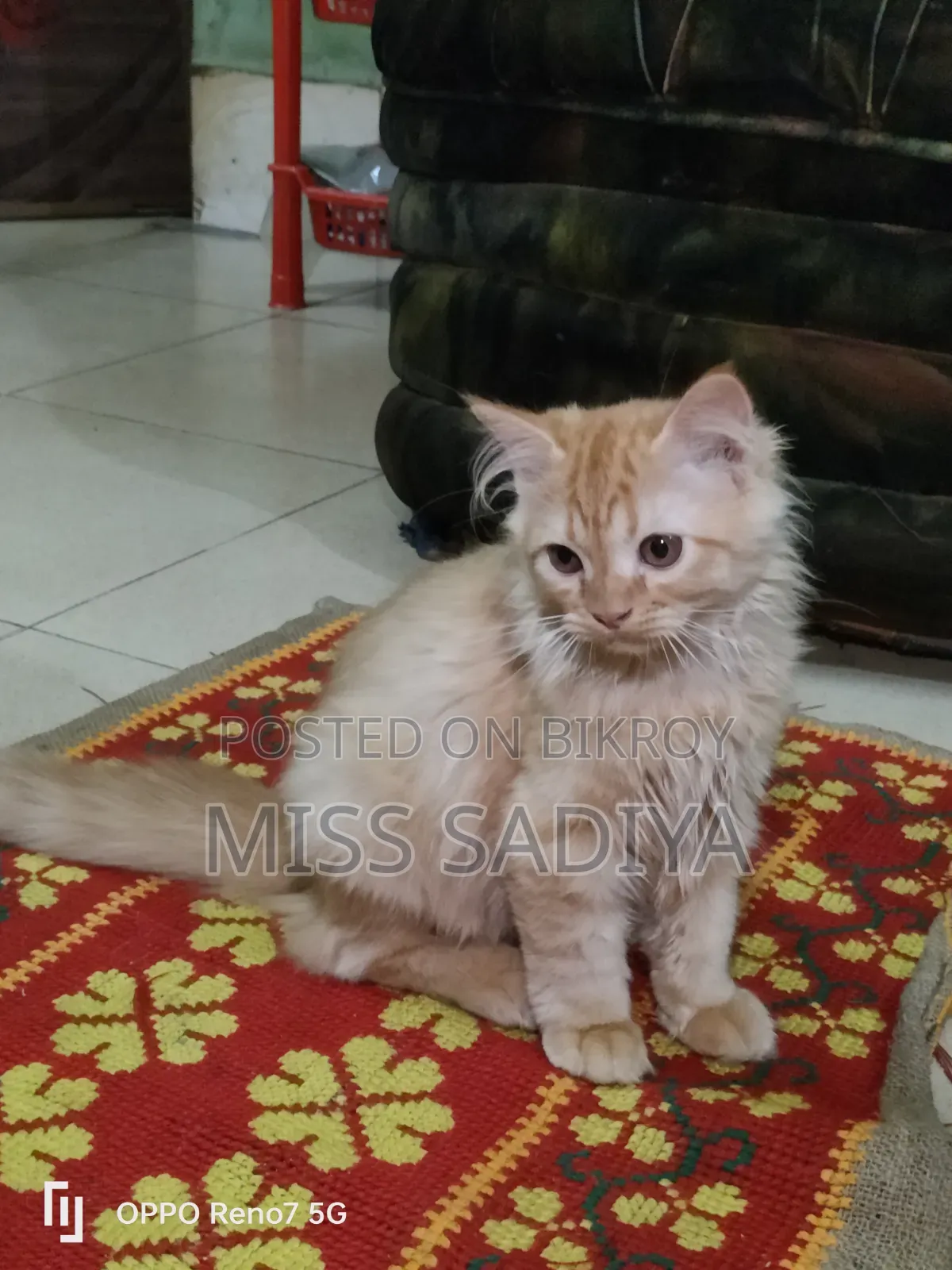 1-3 Months Female Purebred Persian