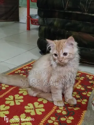 1-3 Months Female Purebred Persian