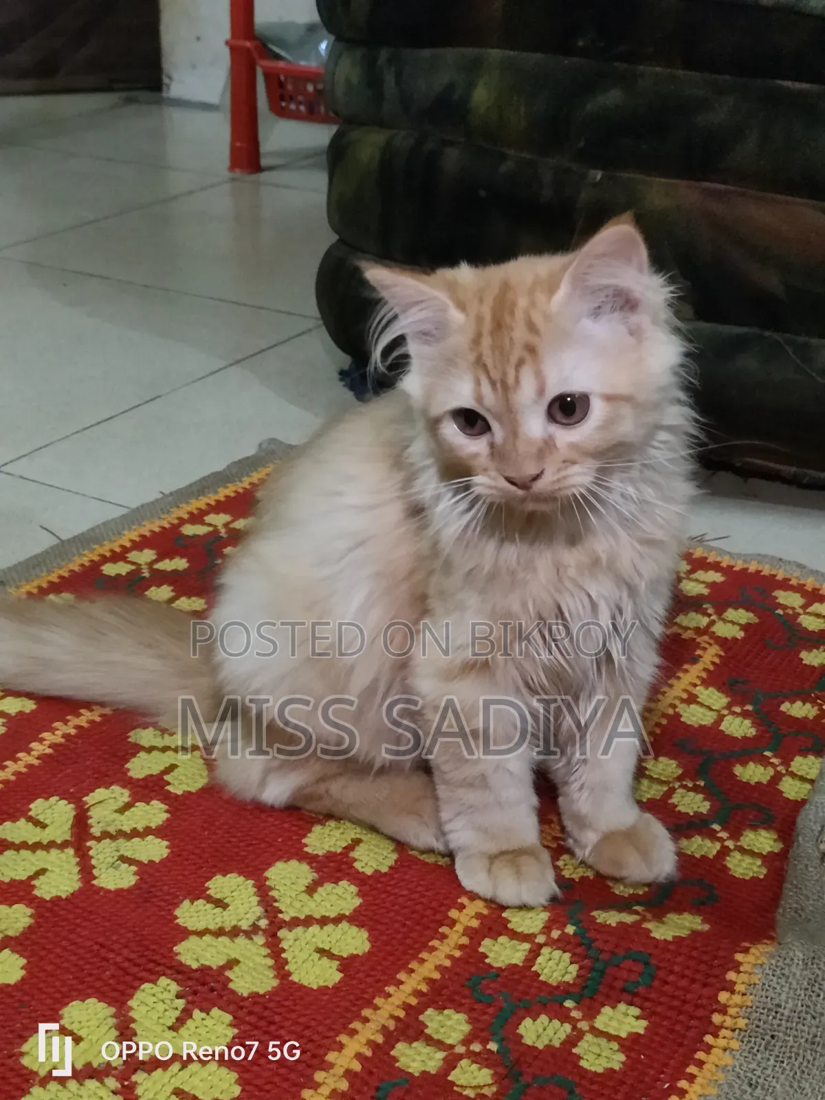 1-3 Months Female Purebred Persian