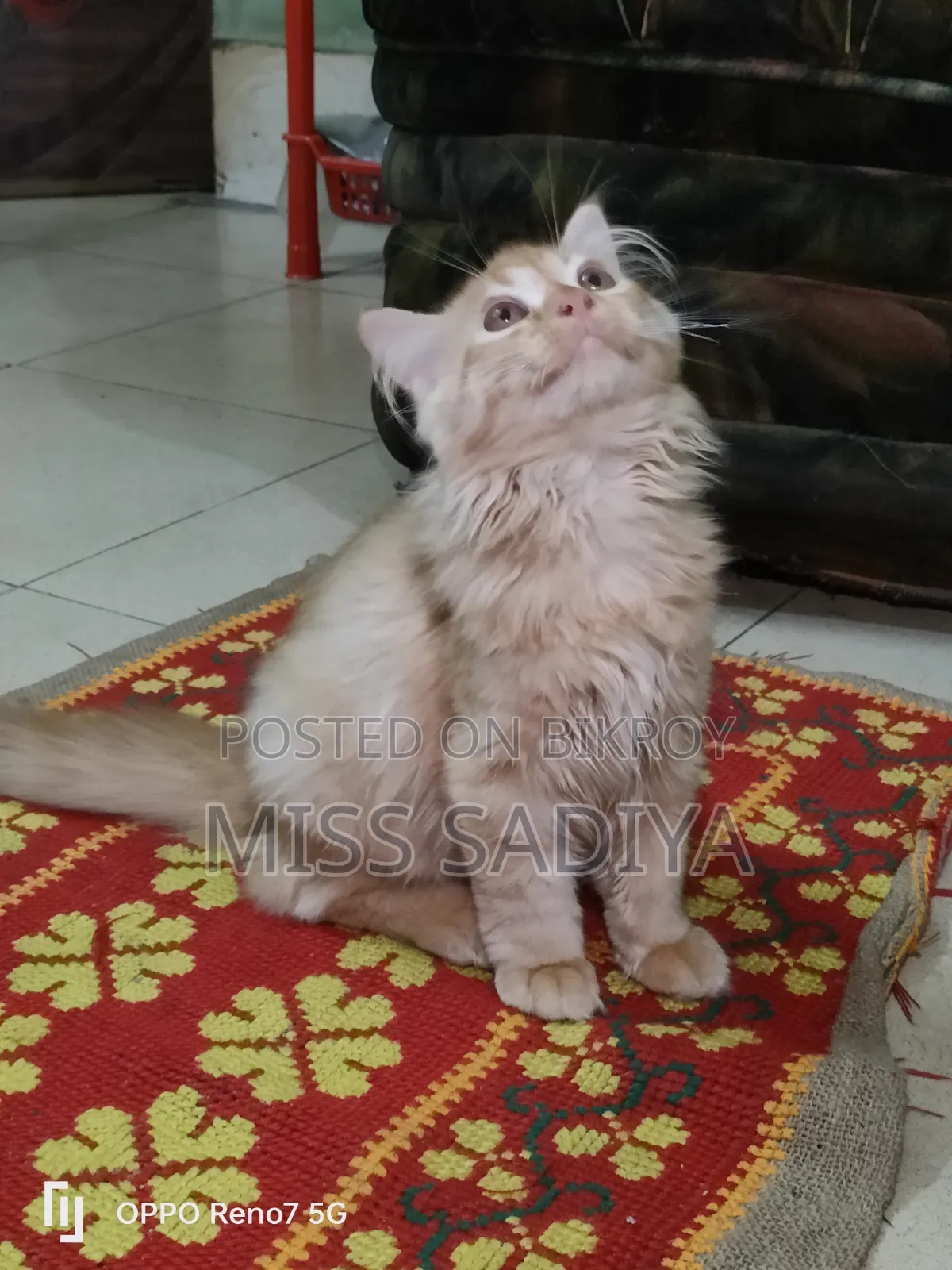 1-3 Months Female Purebred Persian