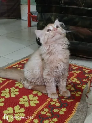 1-3 Months Female Purebred Persian