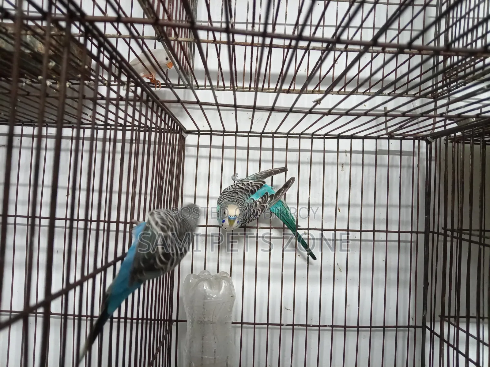 বাজরিগার