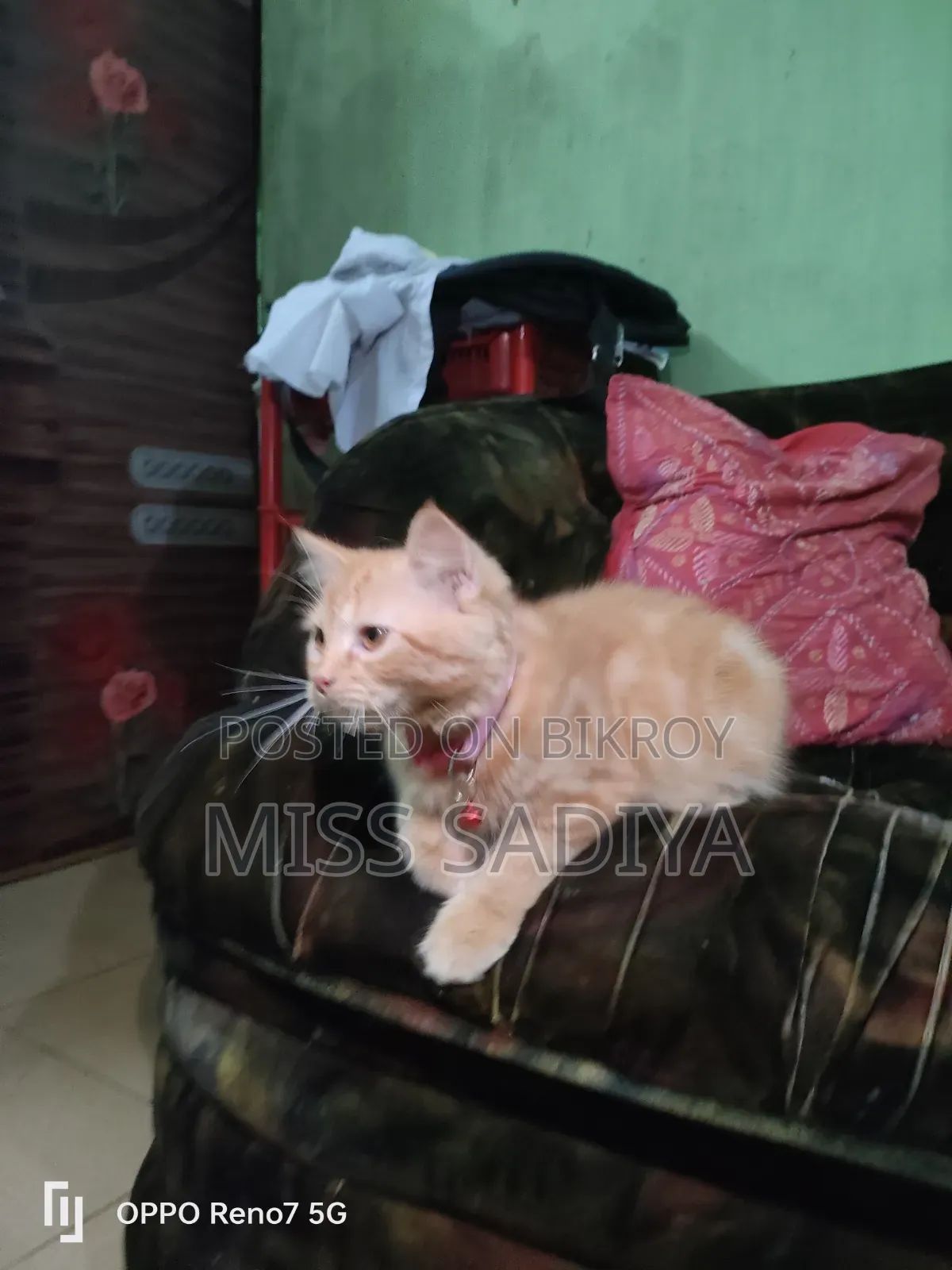 1-3 Months Male Purebred Persian