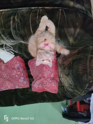 1-3 Months Male Purebred Persian