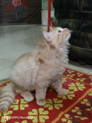 1-3 Months Female Purebred Persian