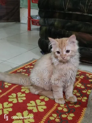 1-3 Months Female Purebred Persian