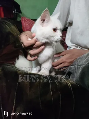 6-12 Months Female Purebred Persian