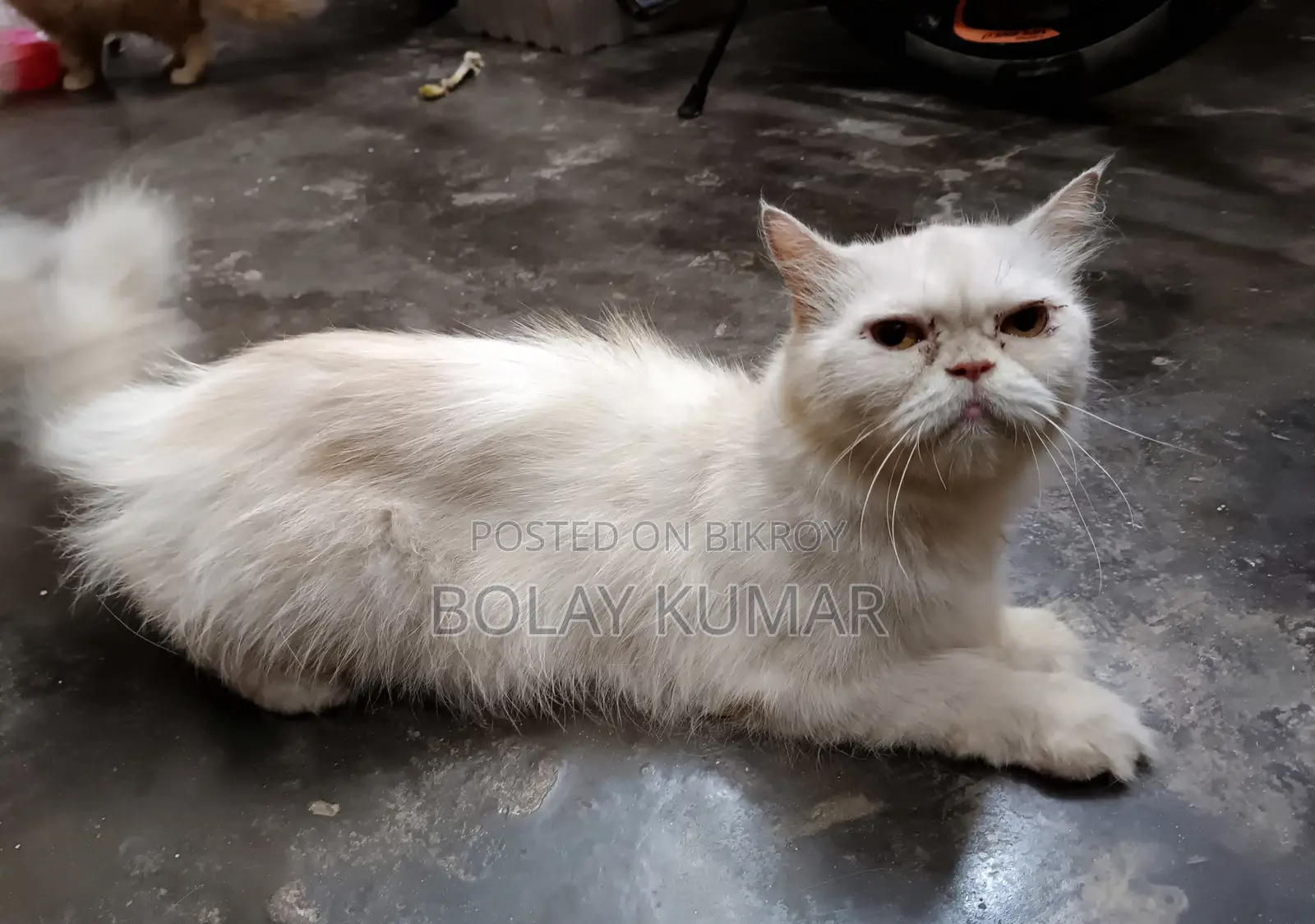 1+ Year Female Mixed Breed Persian