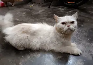 1+ Year Female Mixed Breed Persian
