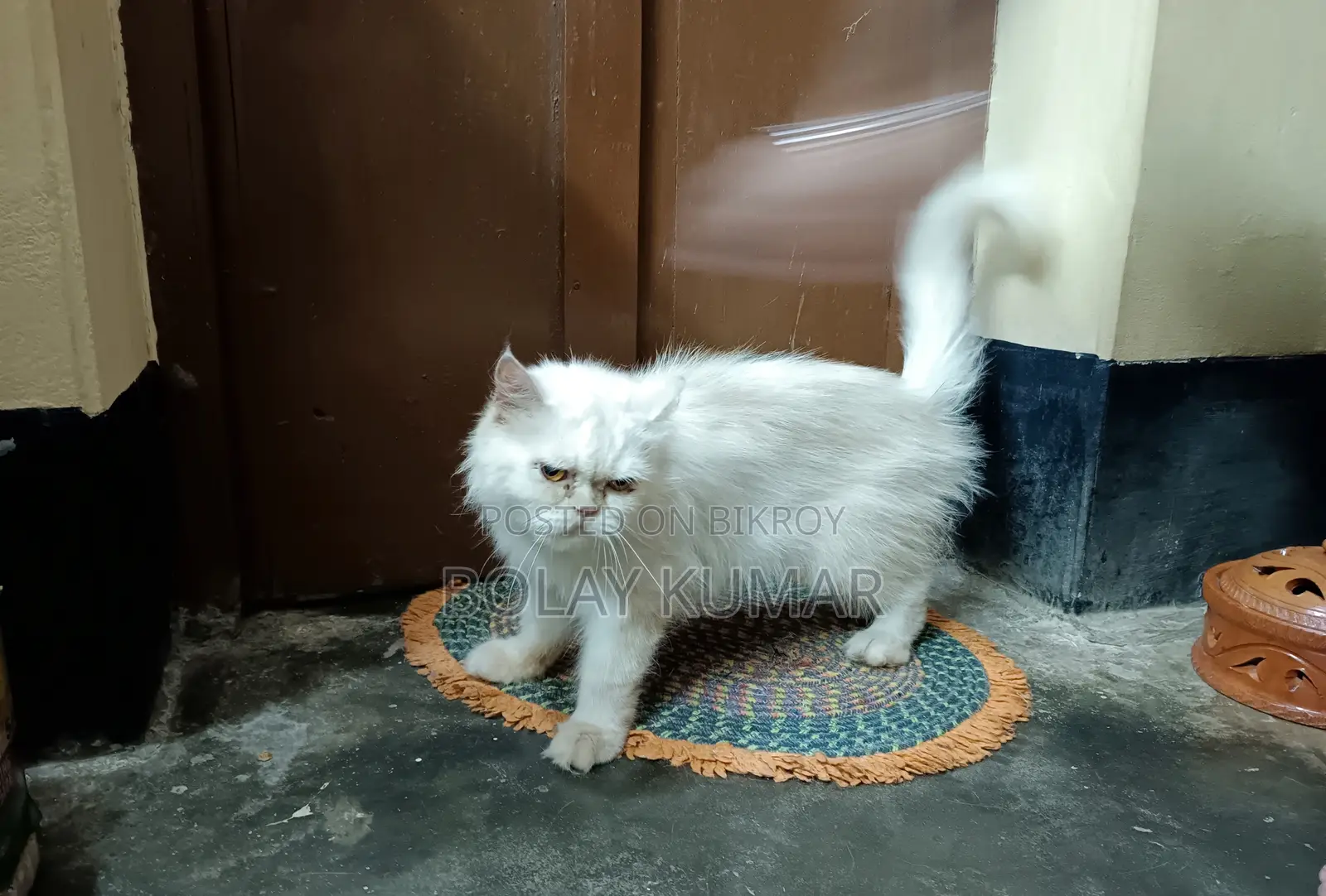 1+ Year Female Mixed Breed Persian