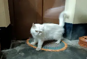 1+ Year Female Mixed Breed Persian