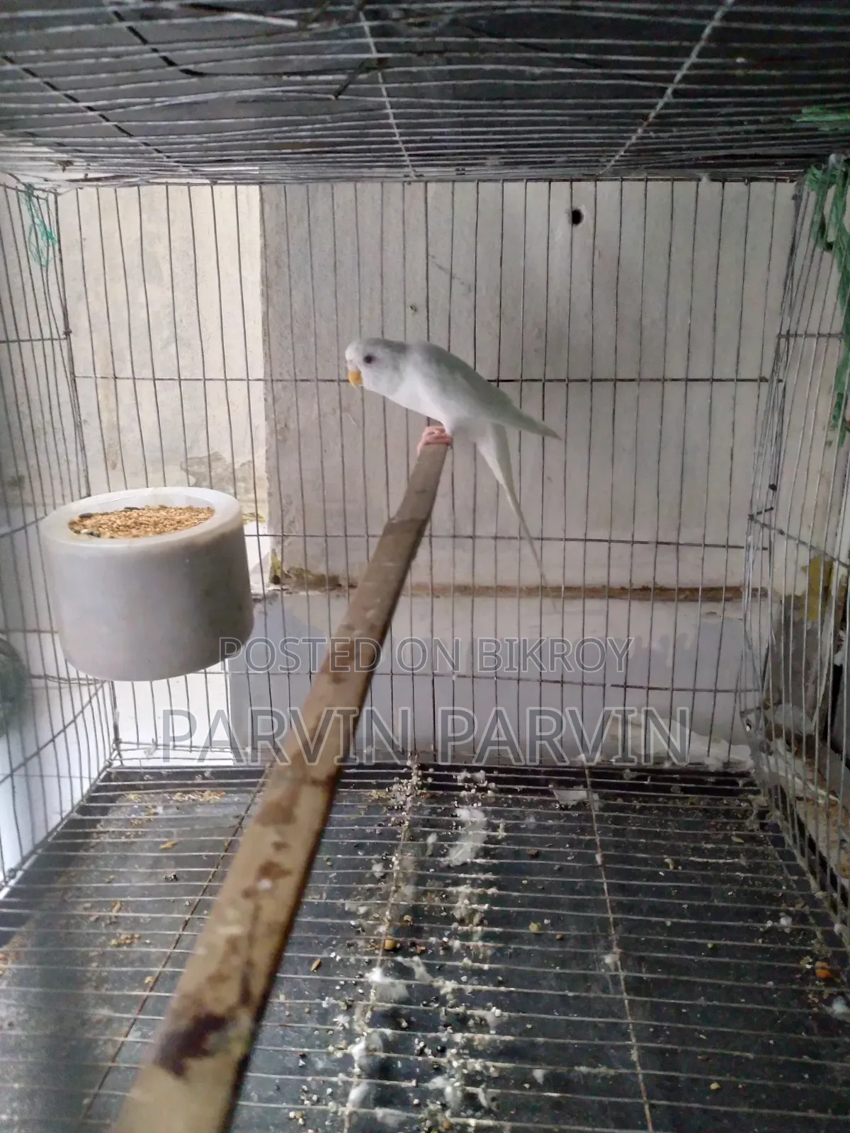 বাজরিগার লুটিনো পাখি