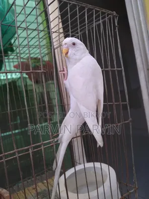 বাজরিগার লুটিনো পাখি