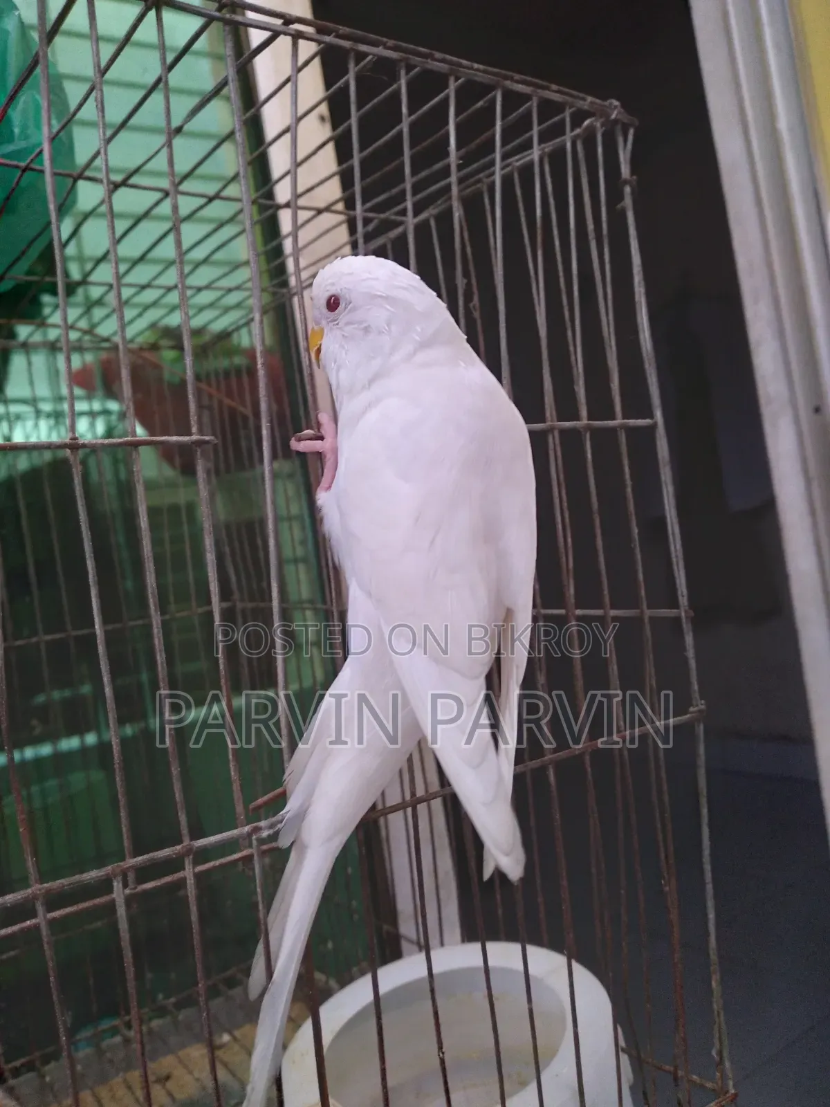 বাজরিগার লুটিনো পাখি