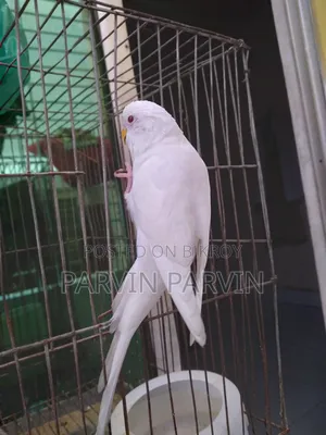 বাজরিগার লুটিনো পাখি