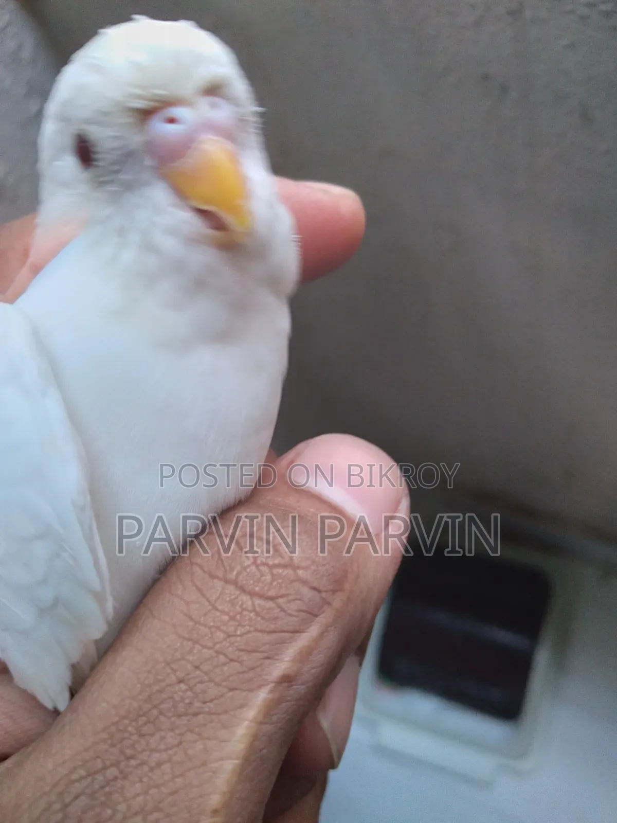 বাজরিগার লুটিনো পাখি