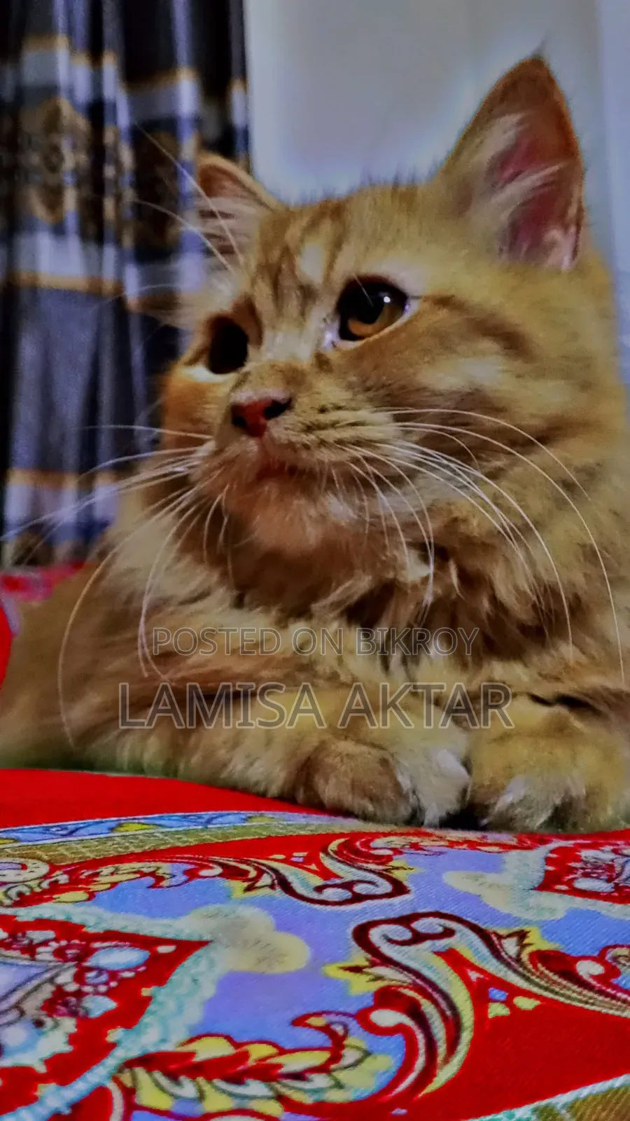 6-12 Months Male Purebred Persian