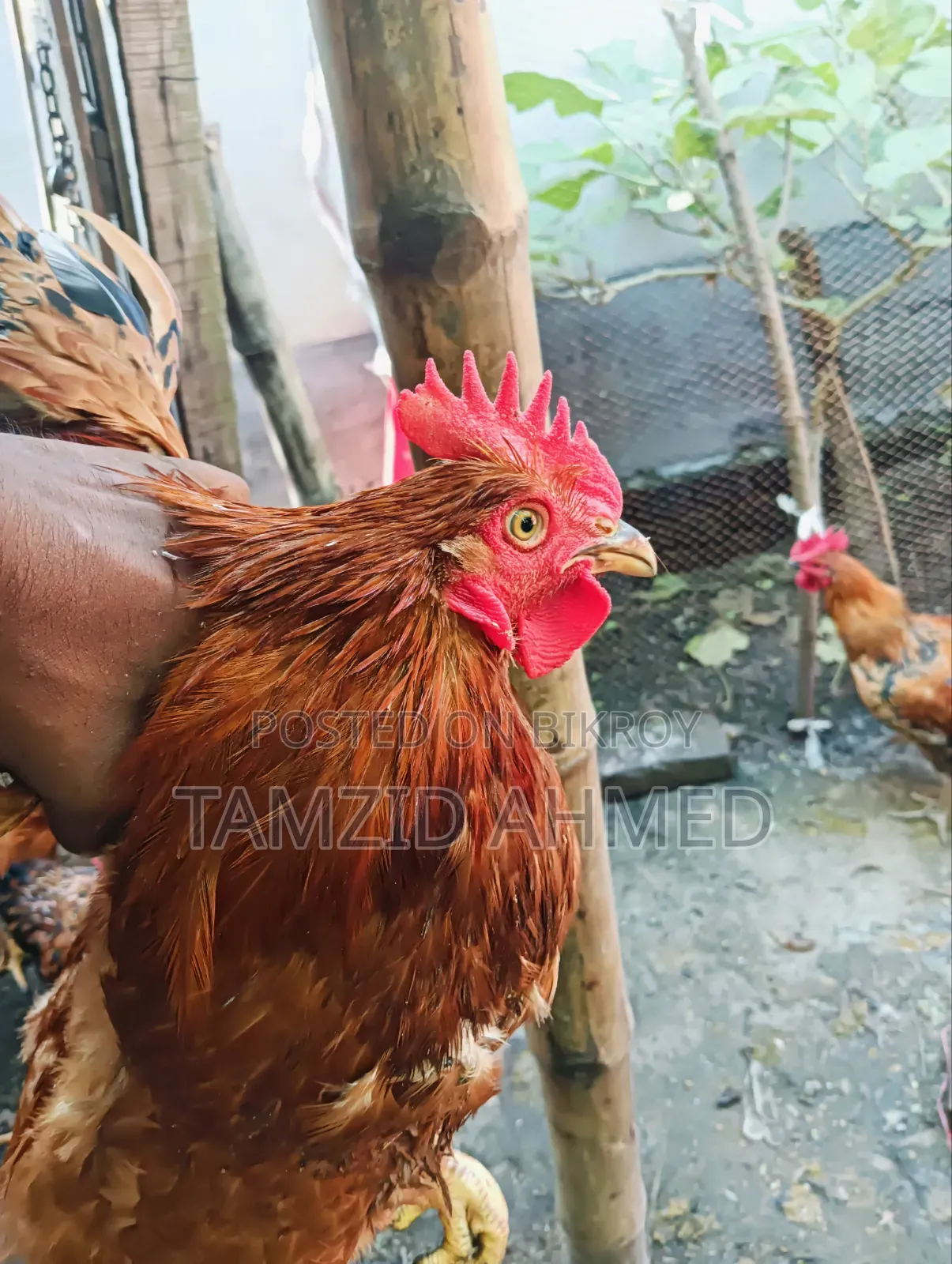 বড় সাইজের মোরগ বিক্রি হবে